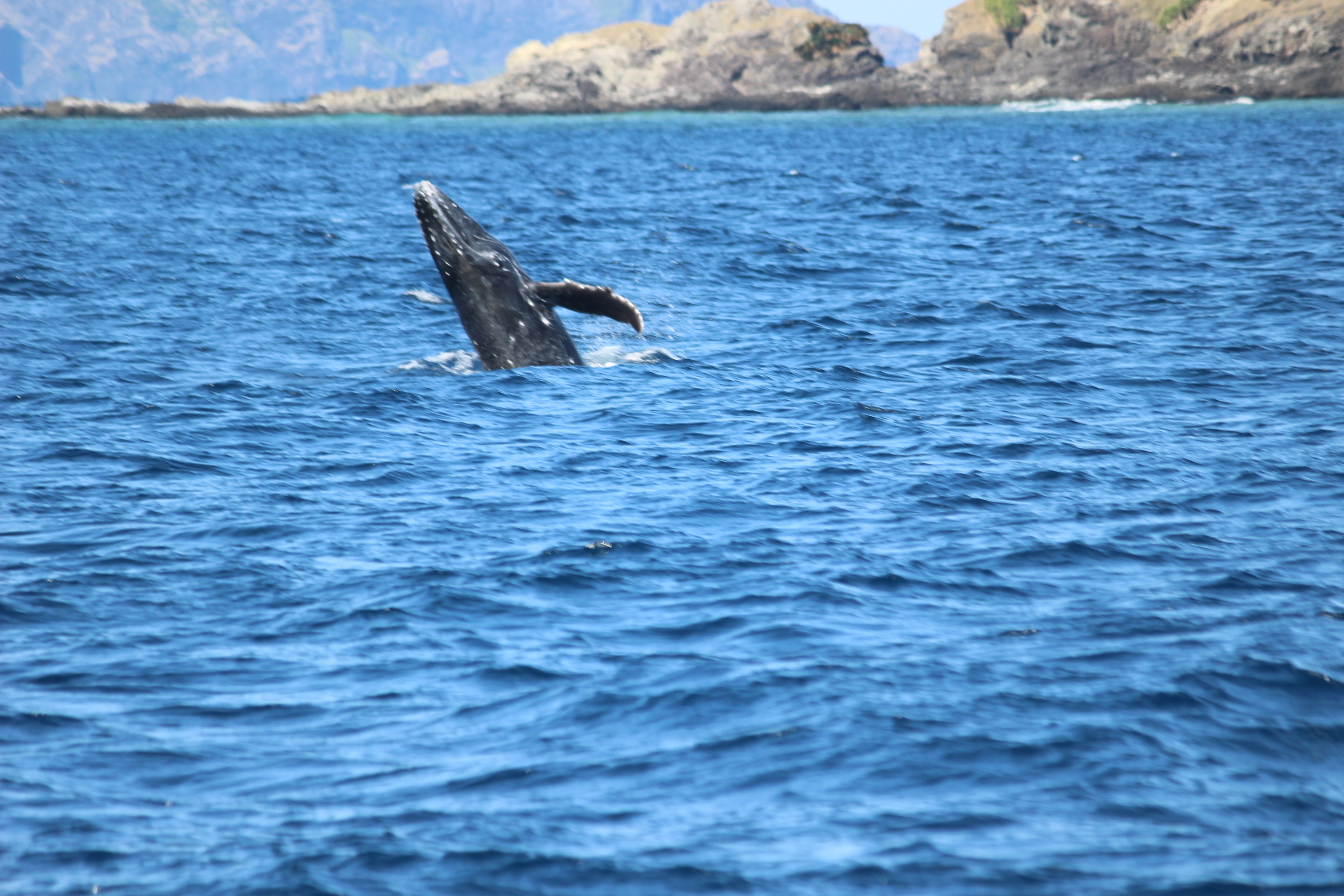 ホエールウォッチング