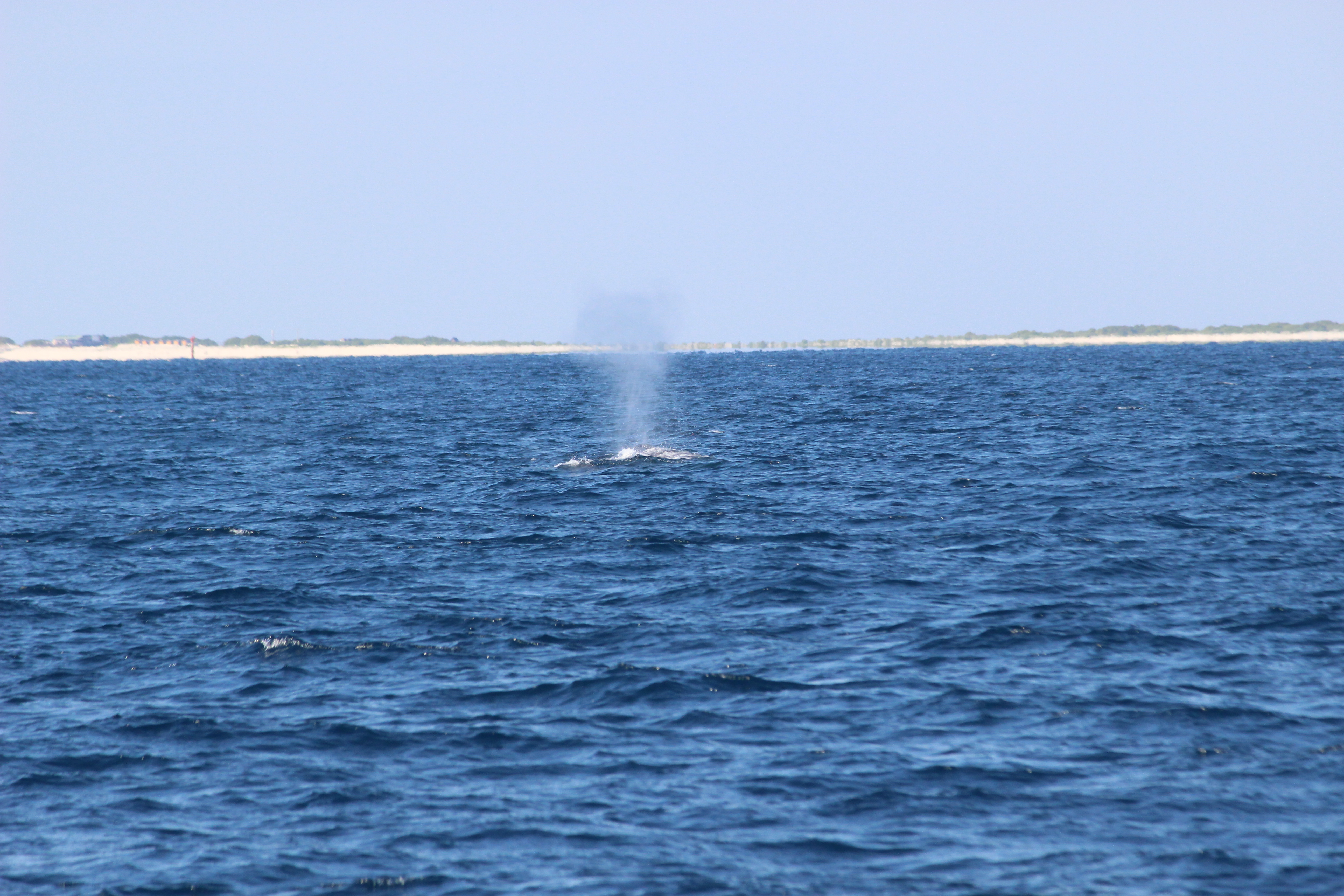 ホエールウォッチング