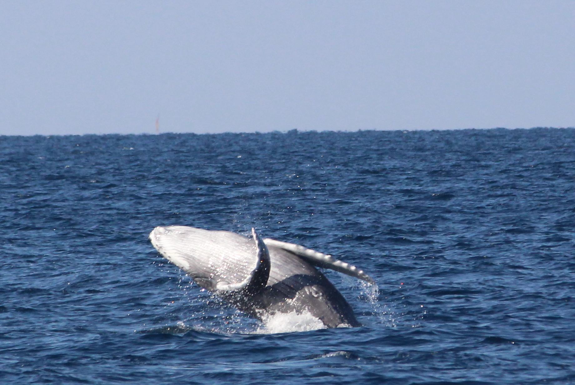 ホエールウォッチング