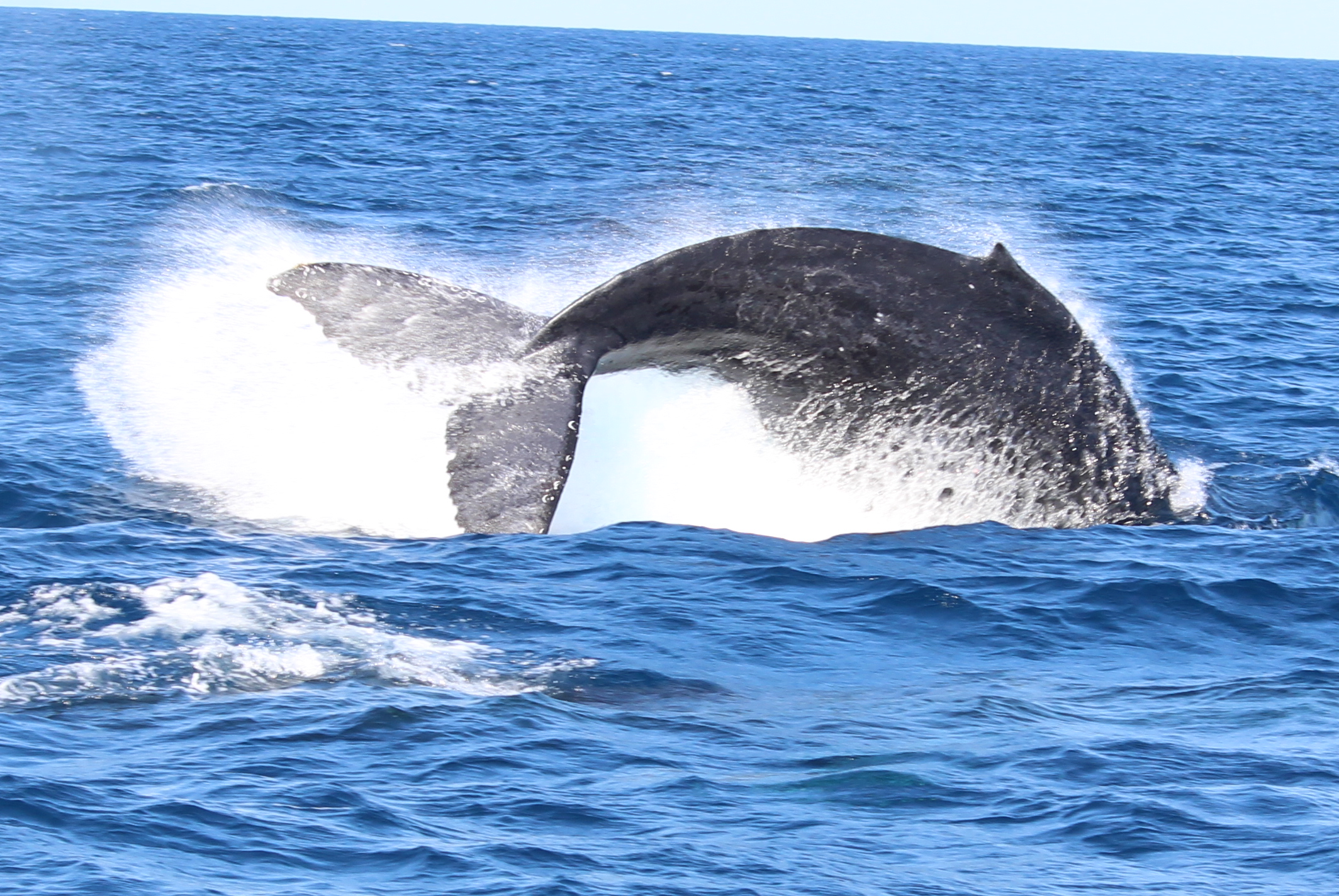 ホエールウォッチング