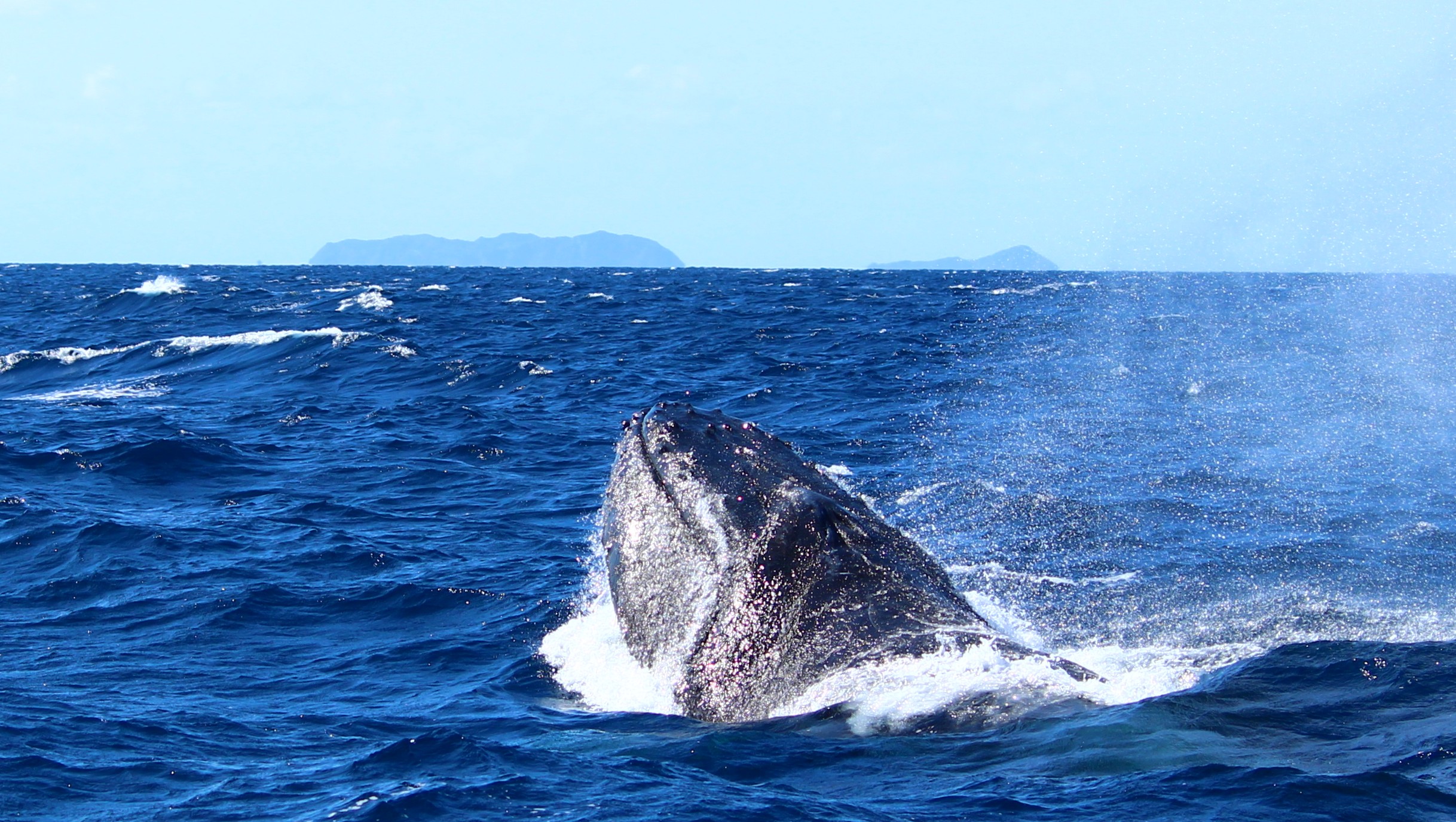 ホエールウォッチング