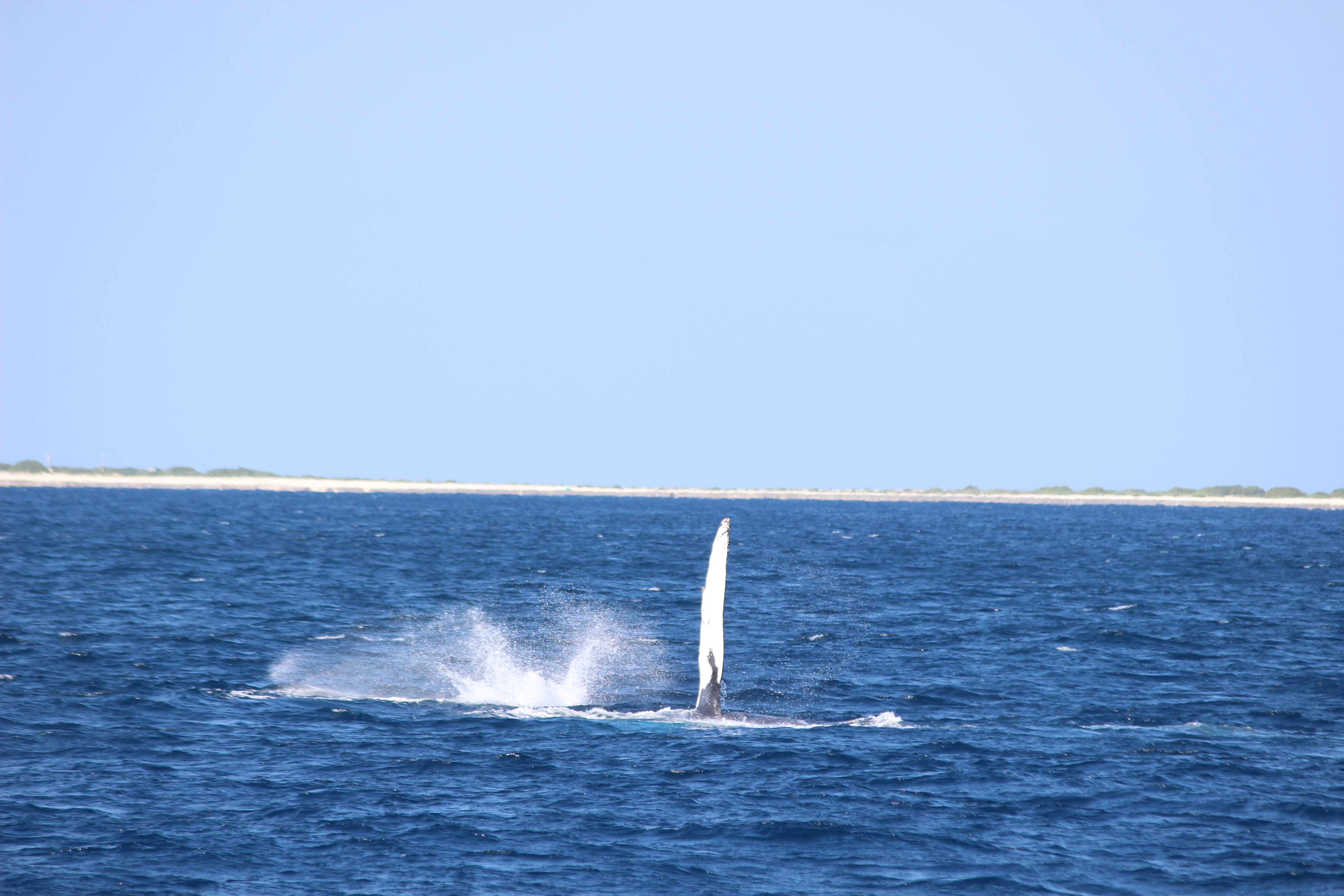 ホエールウォッチング