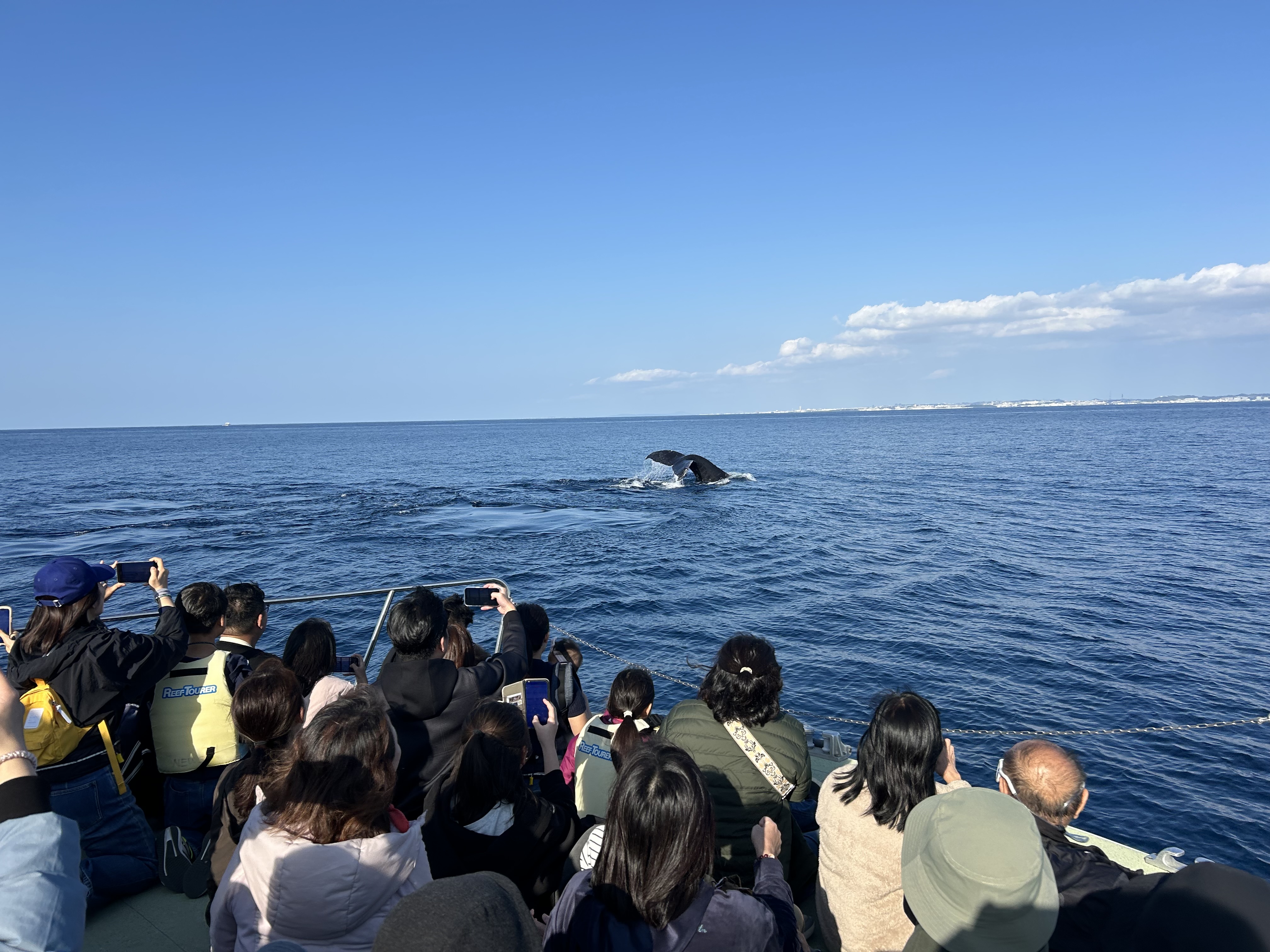 ホエールウォッチング