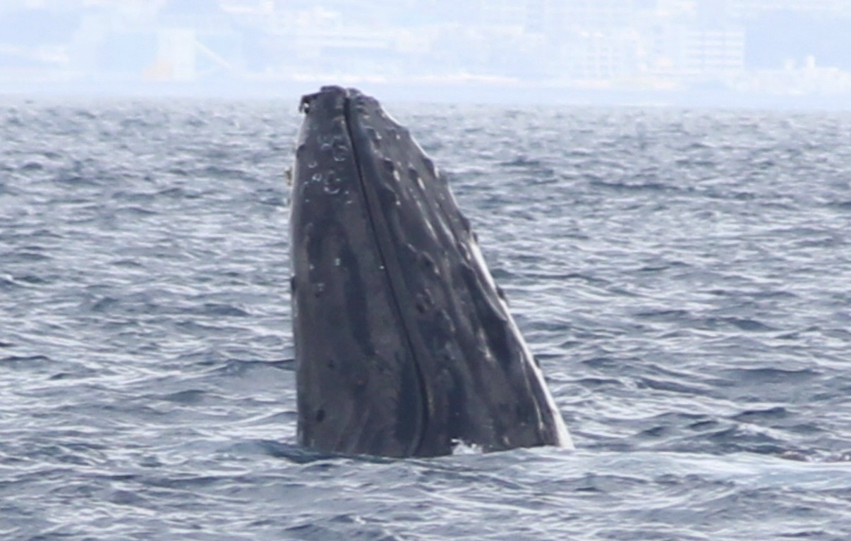 ホエールウォッチング