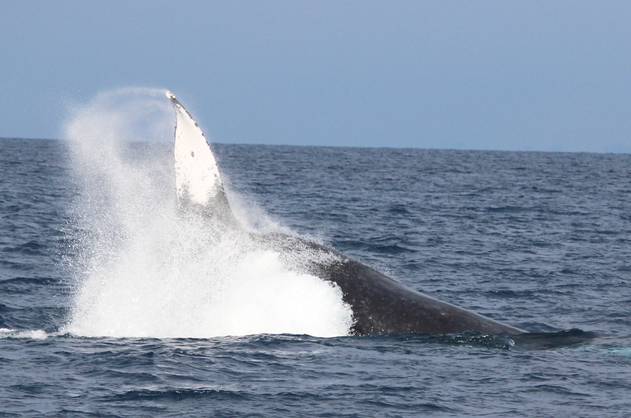 ホエールウォッチング