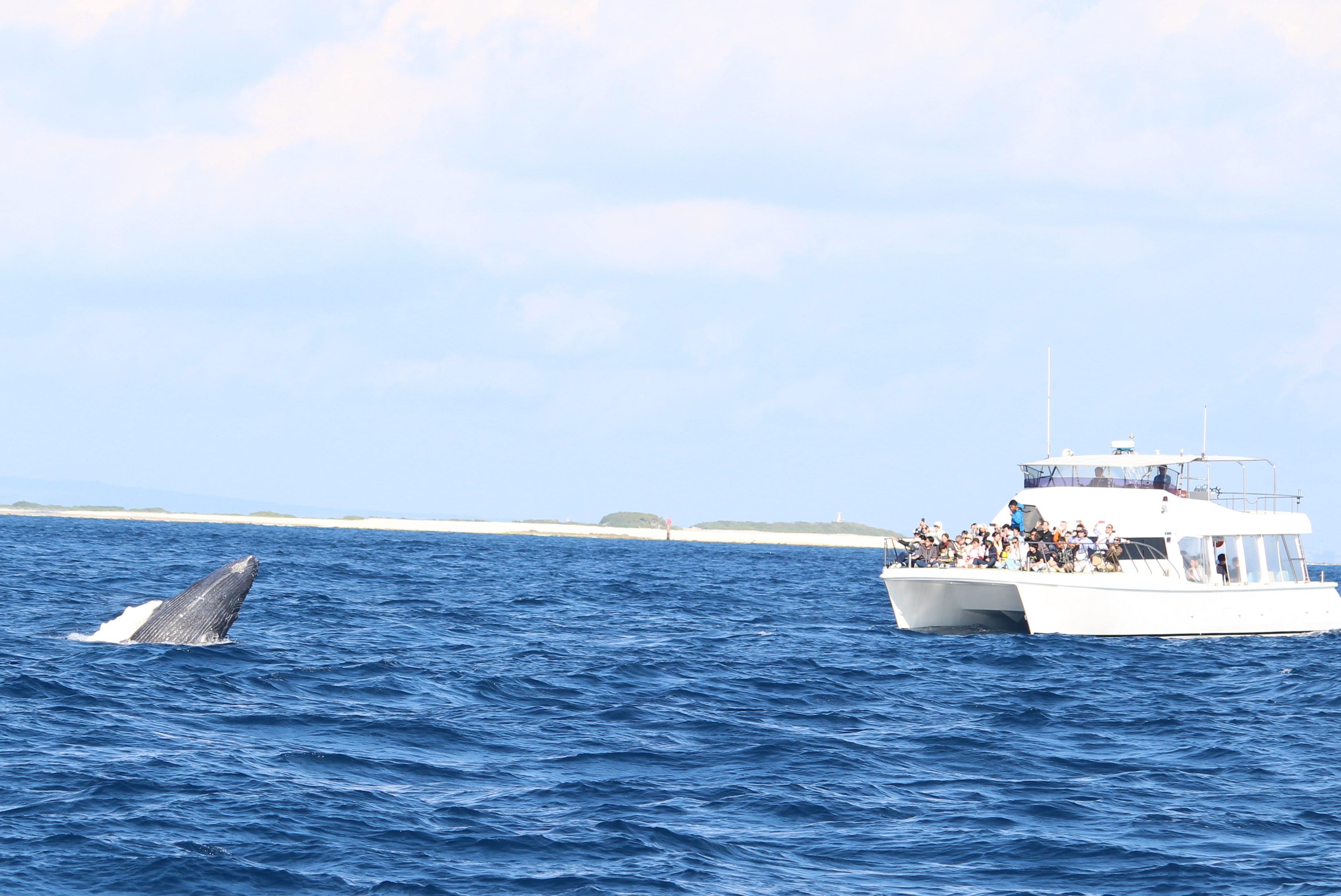 ホエールウォッチング