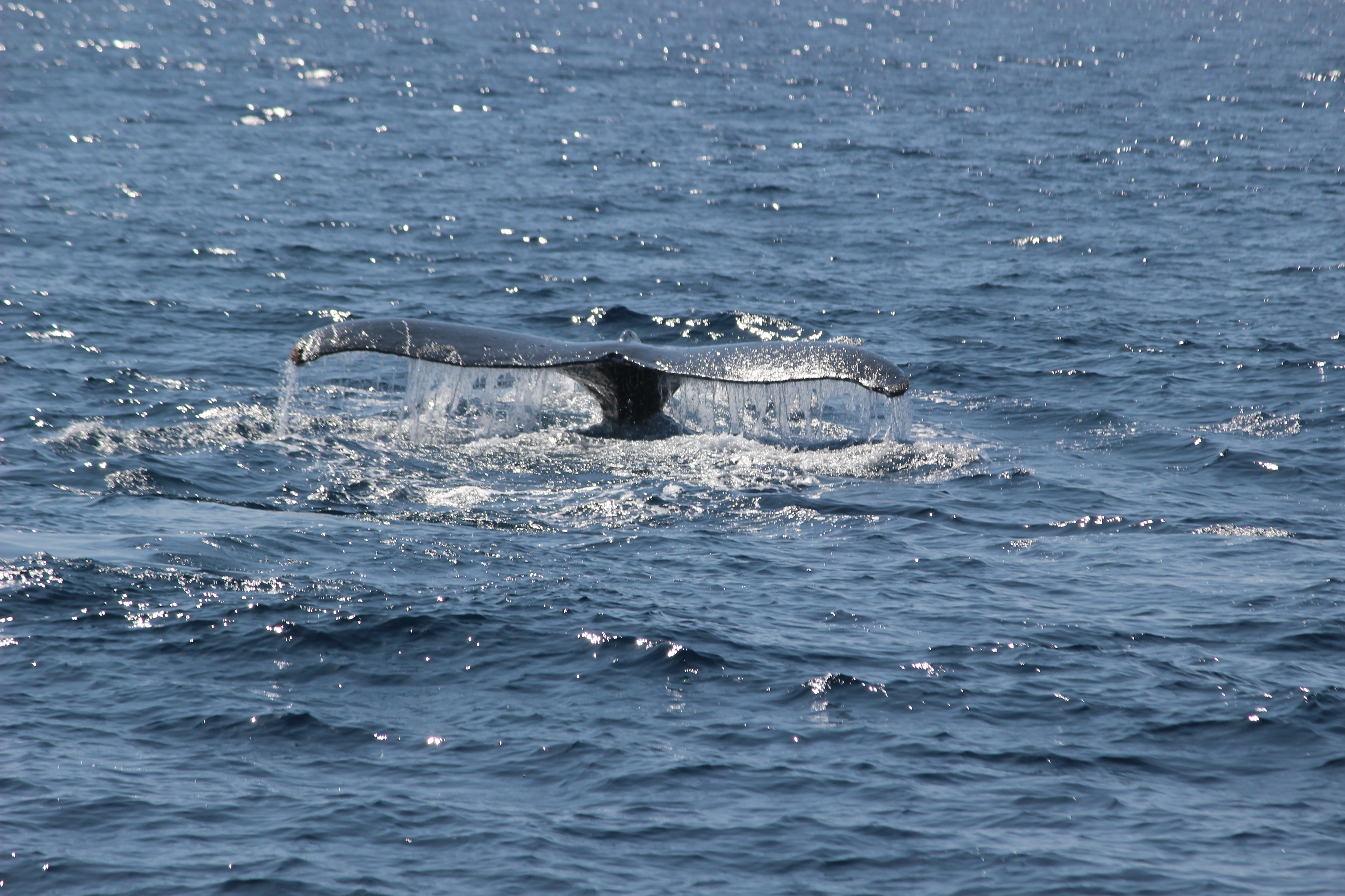 ホエールウォッチング