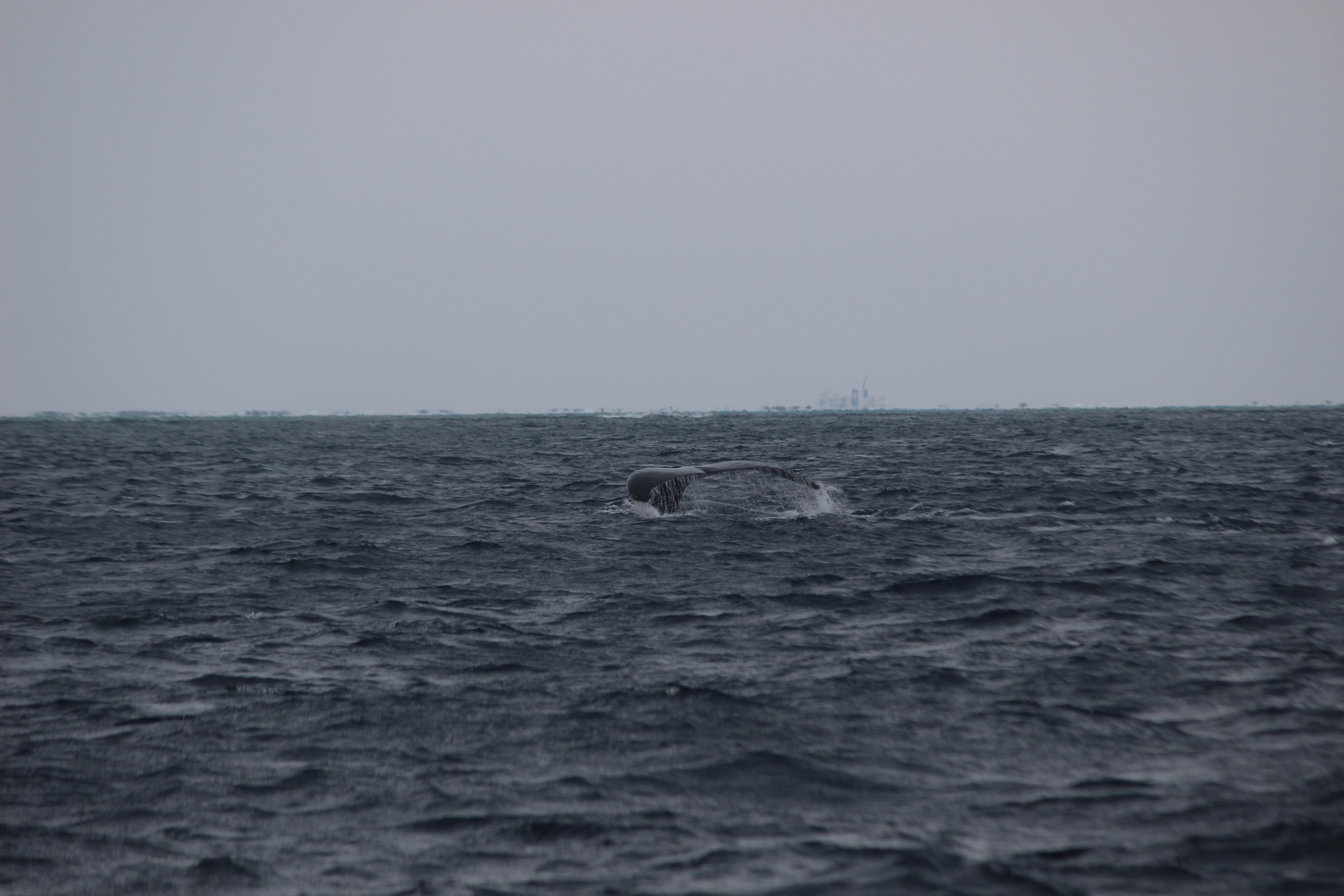 ホエールウォッチング