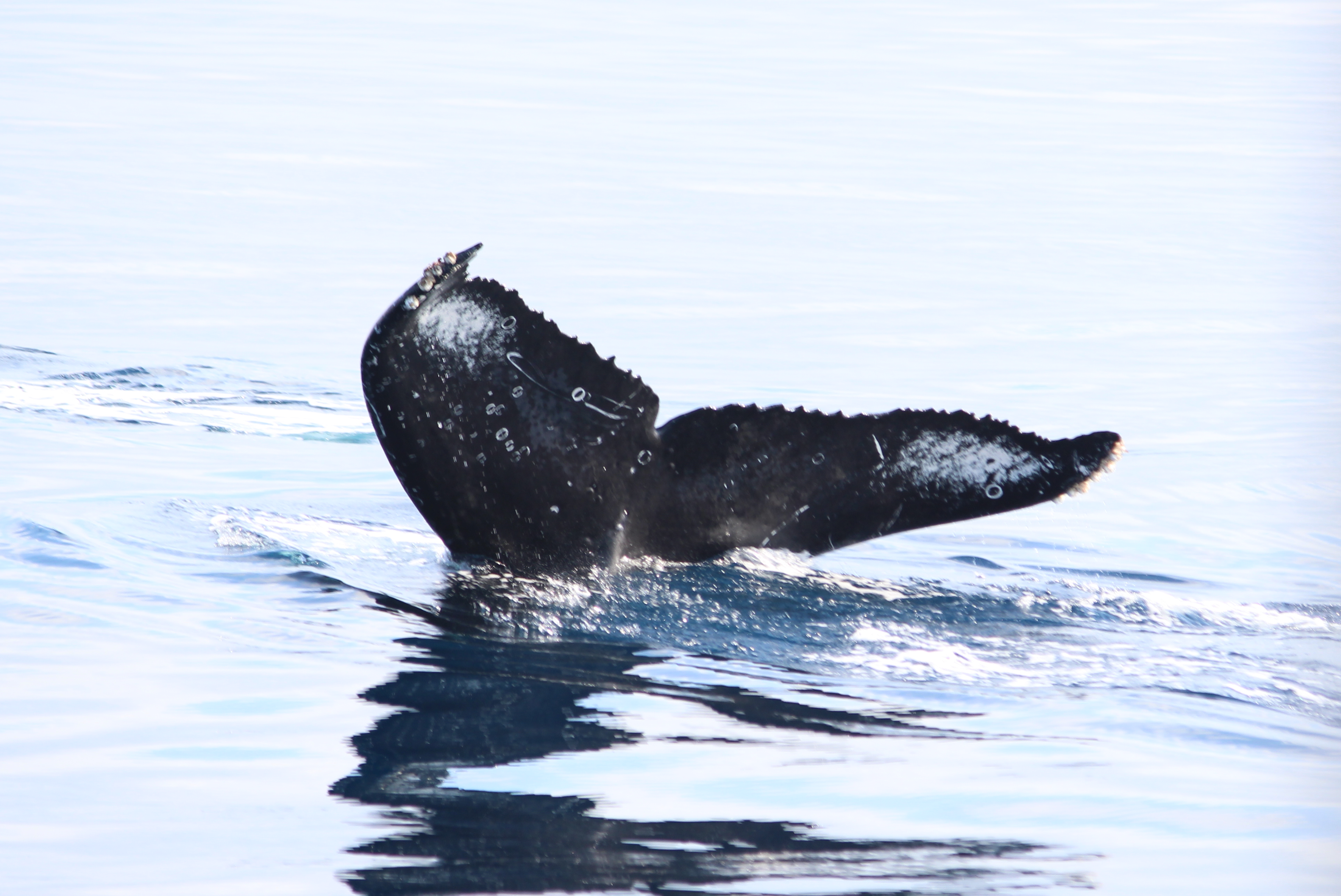 ホエールウォッチング