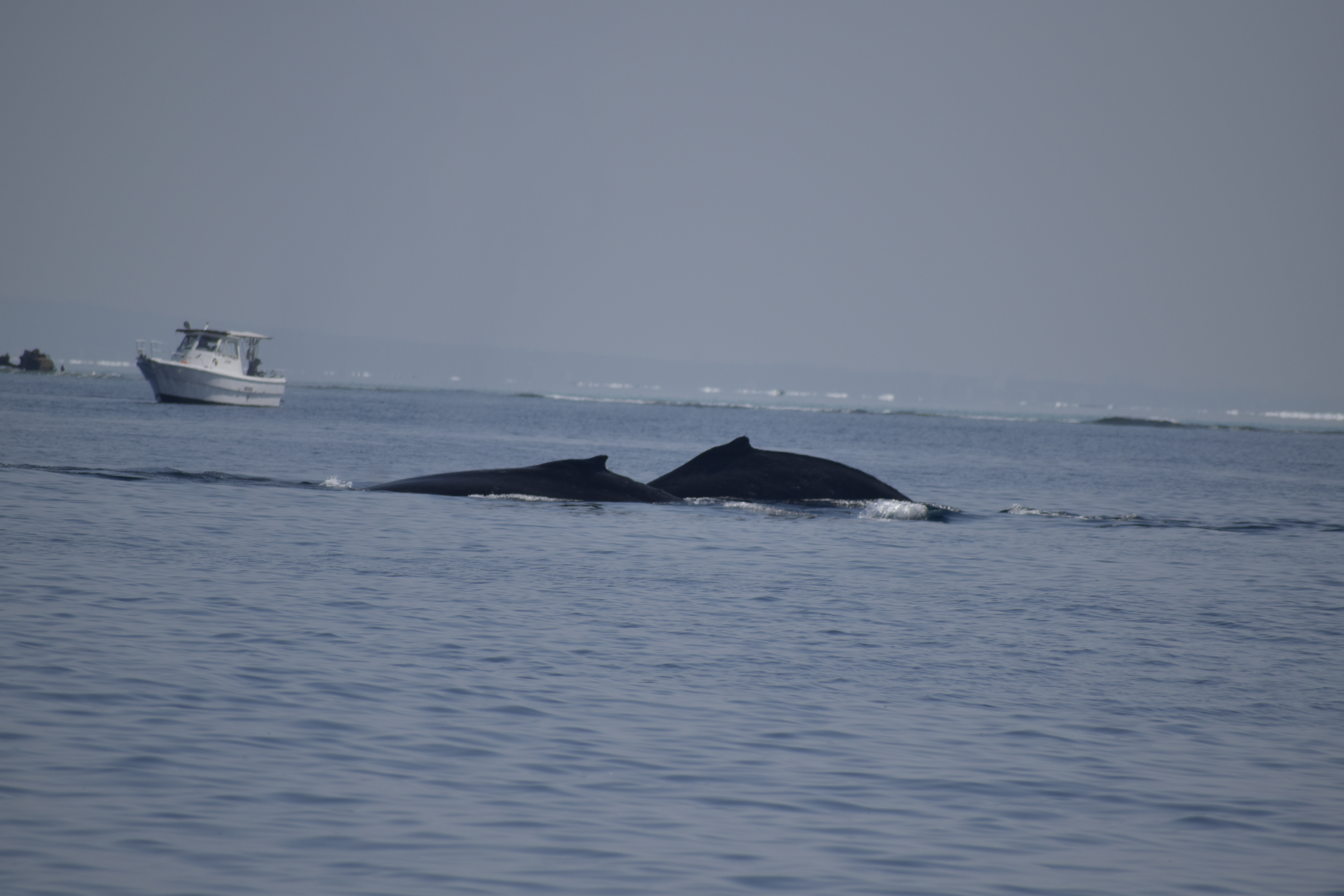 ホエールウォッチング