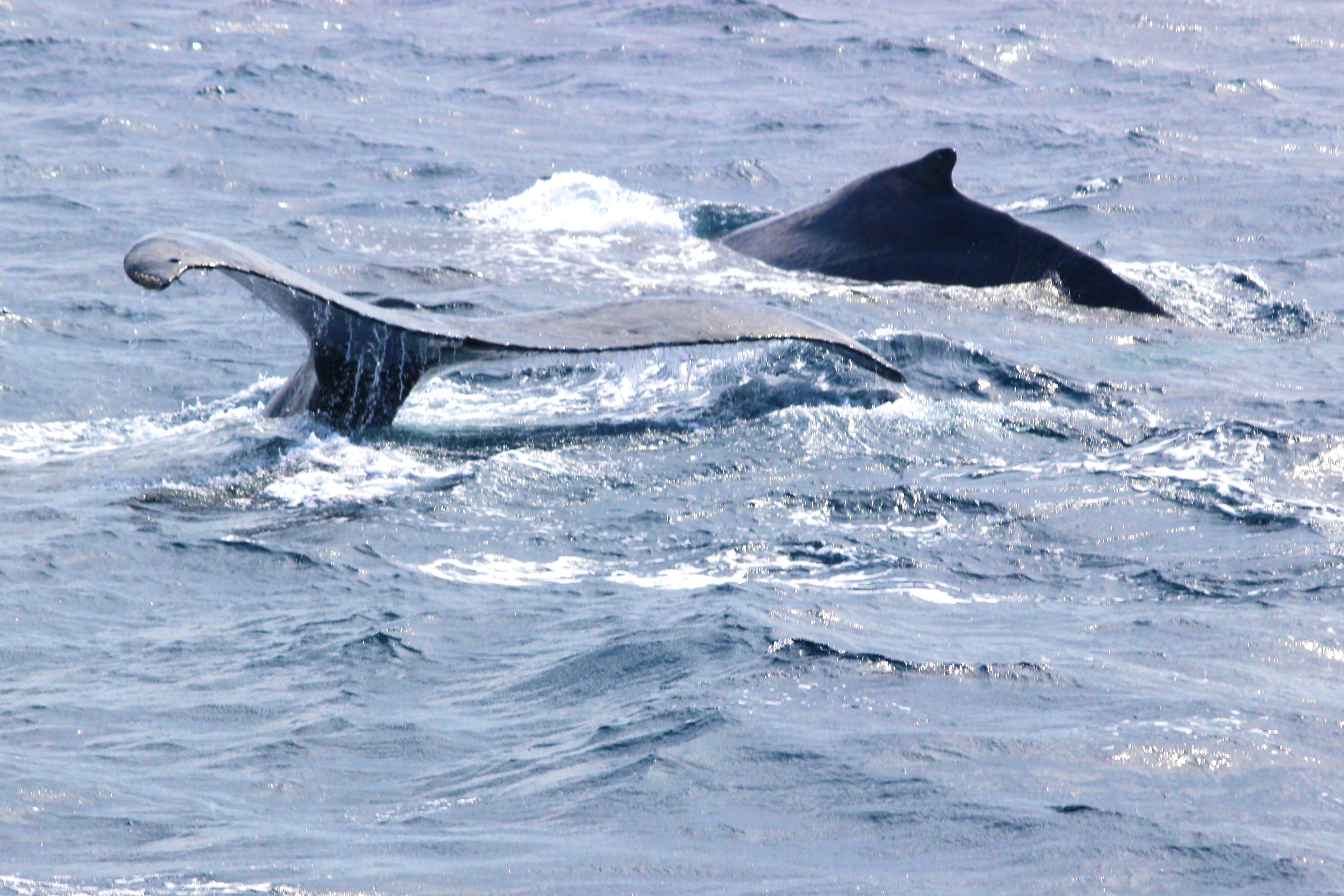 ホエールウォッチング