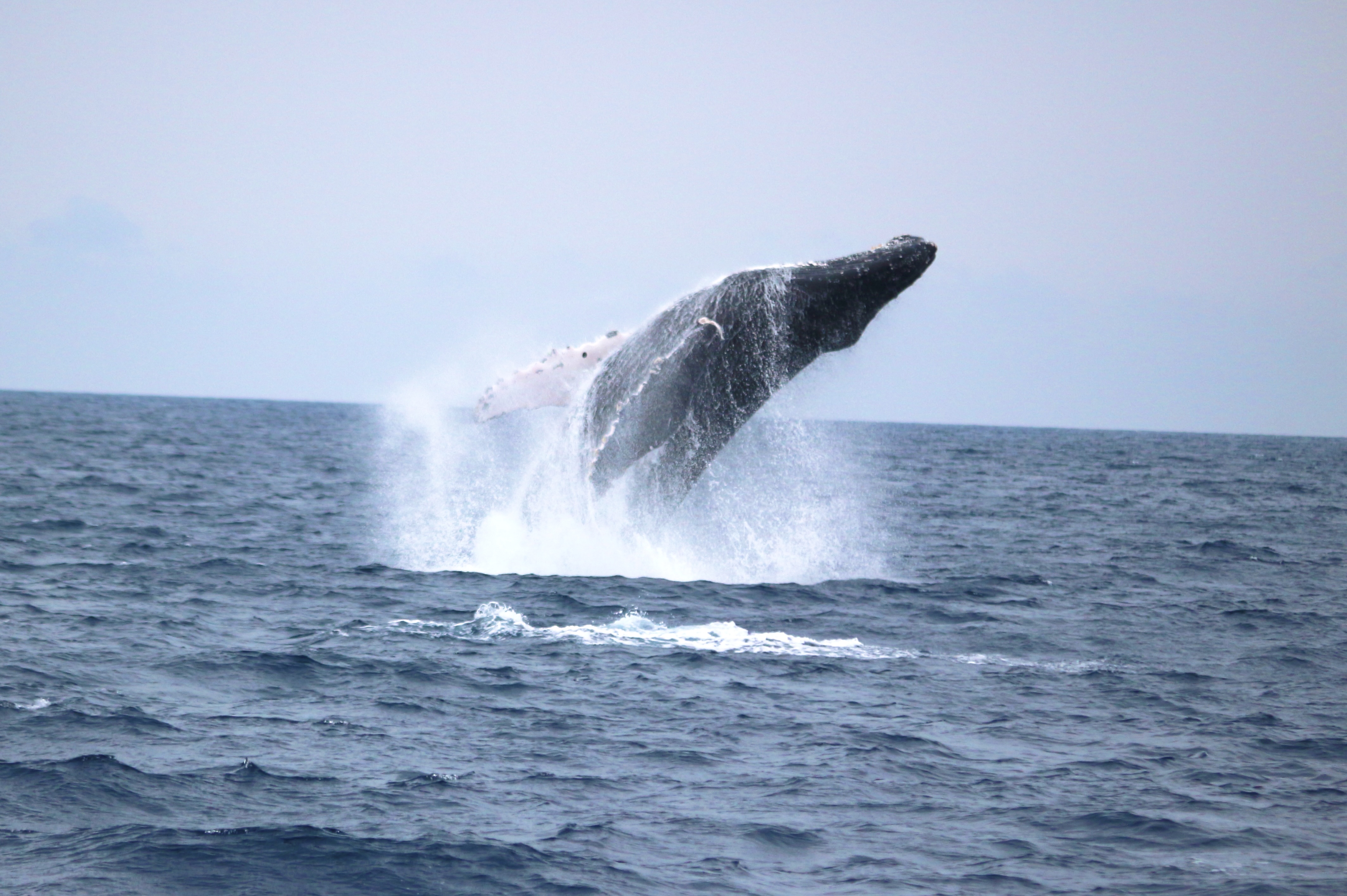 ホエールウォッチング