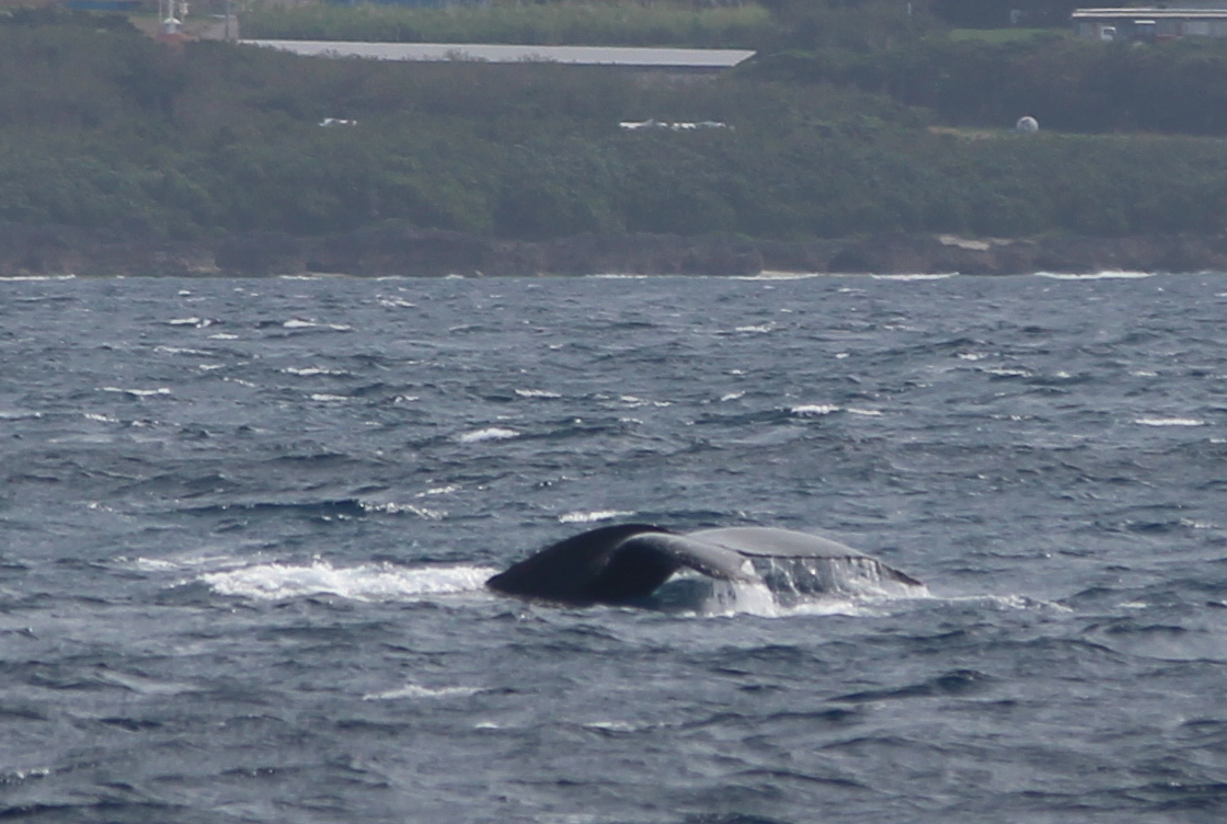 ホエールウォッチング