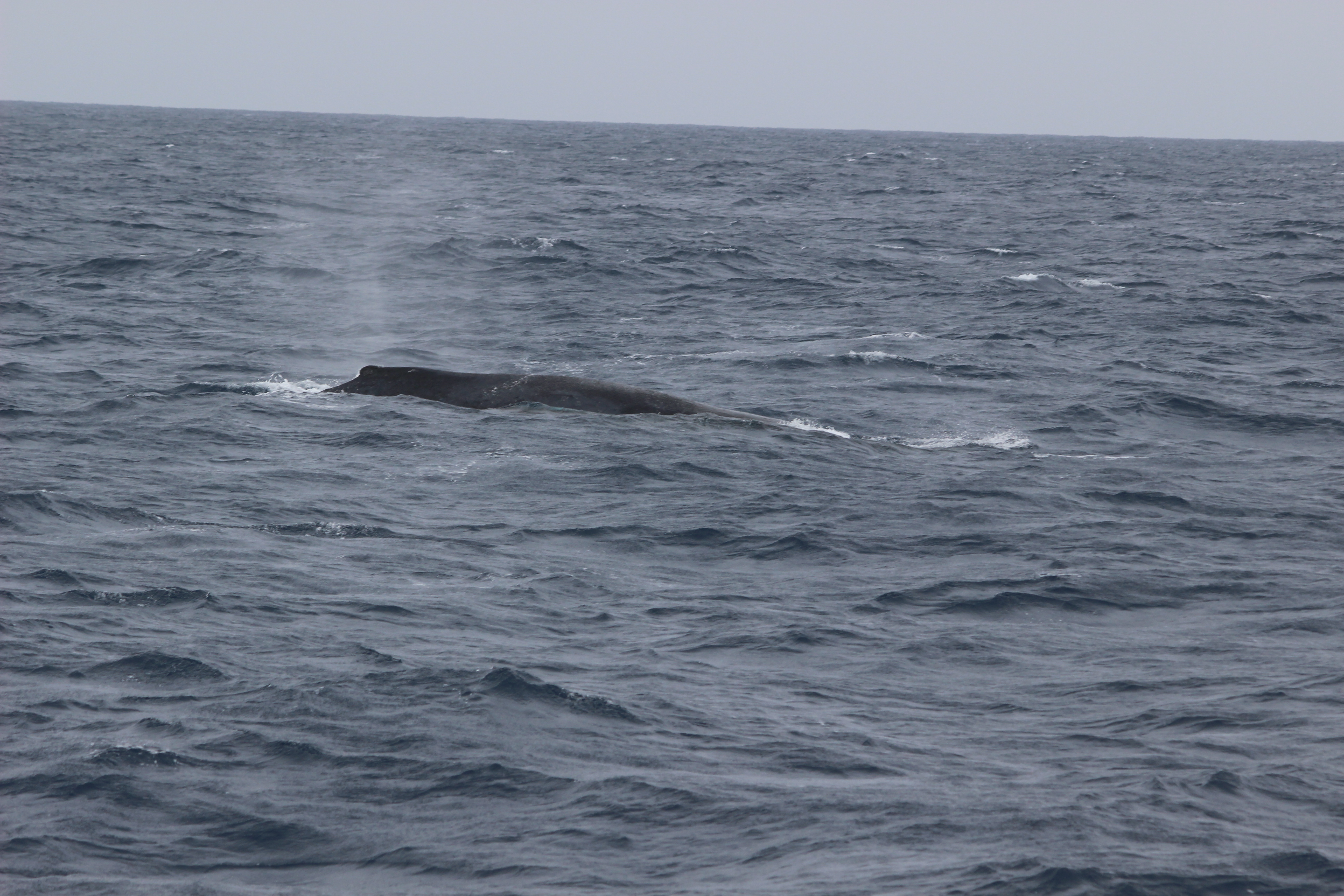 ホエールウォッチング