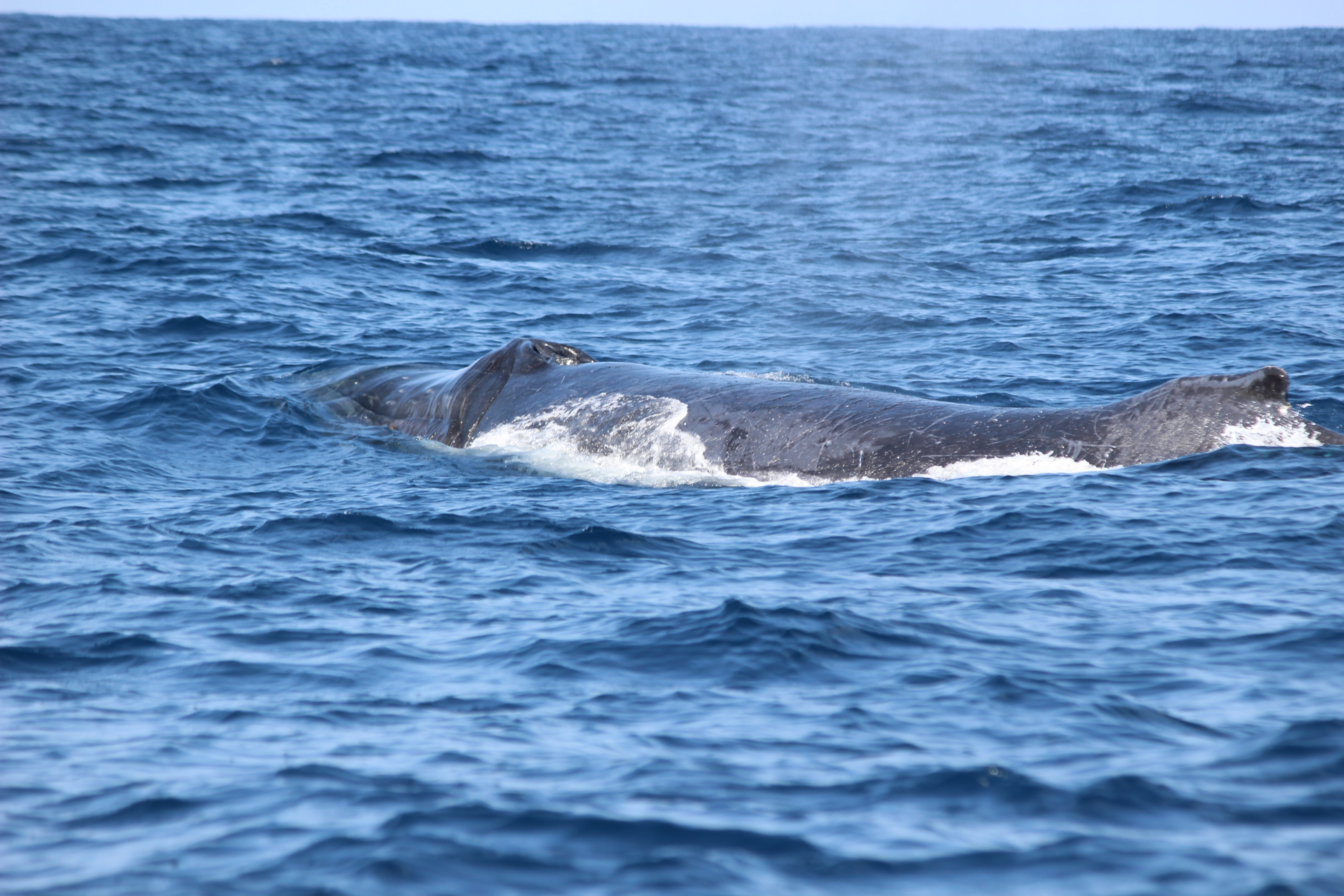 ホエールウォッチング