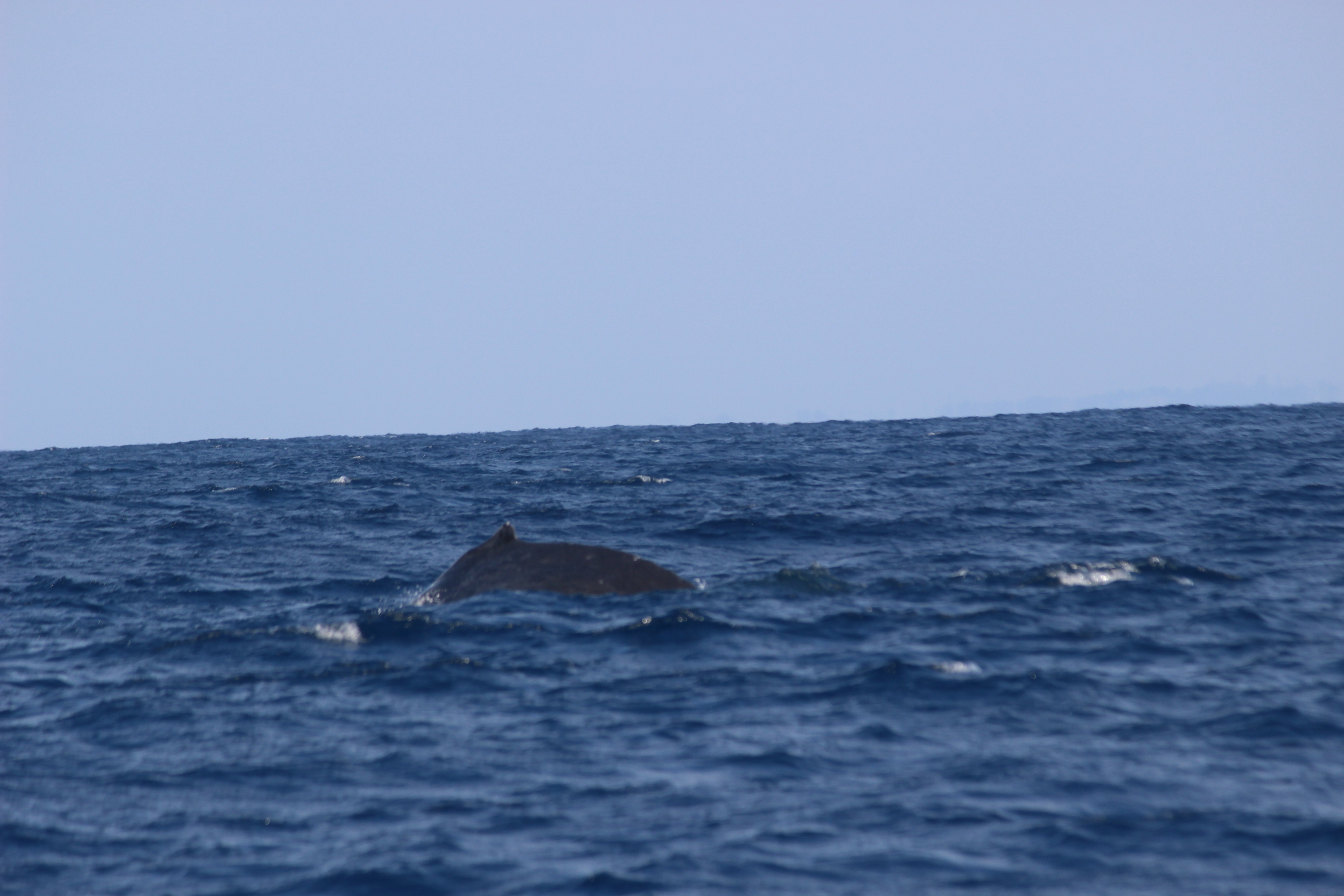 ホエールウォッチング