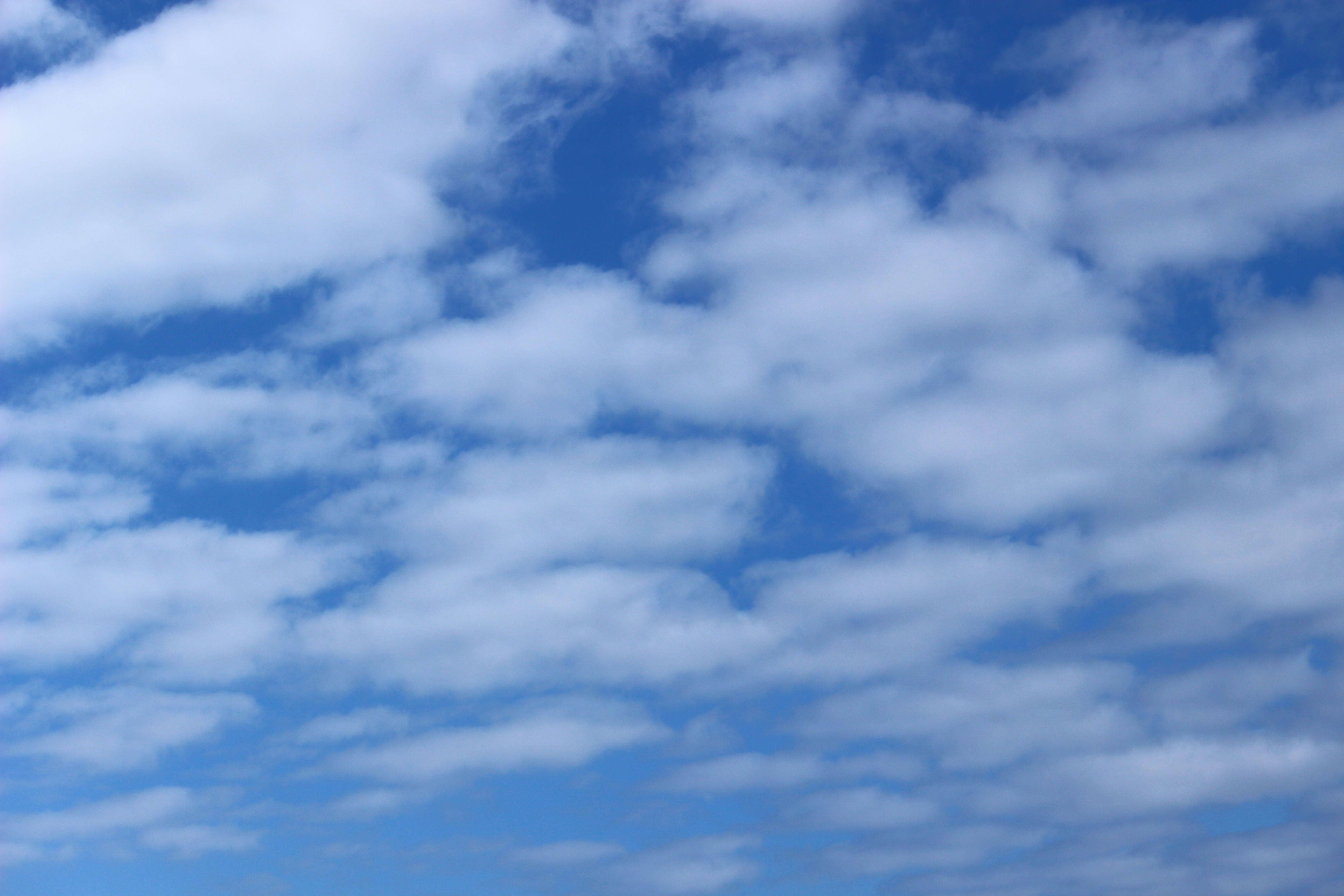 ホエールウォッチング