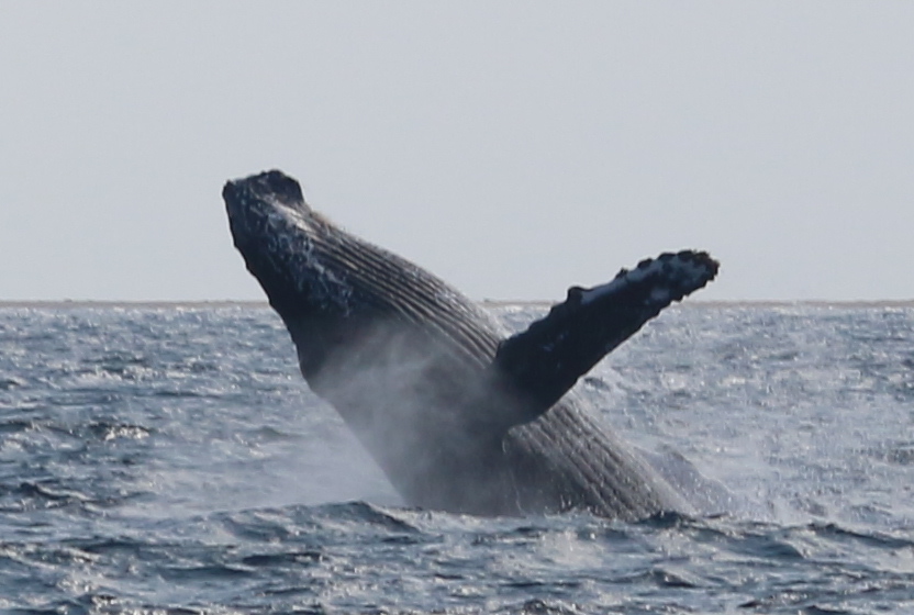 ホエールウォッチング